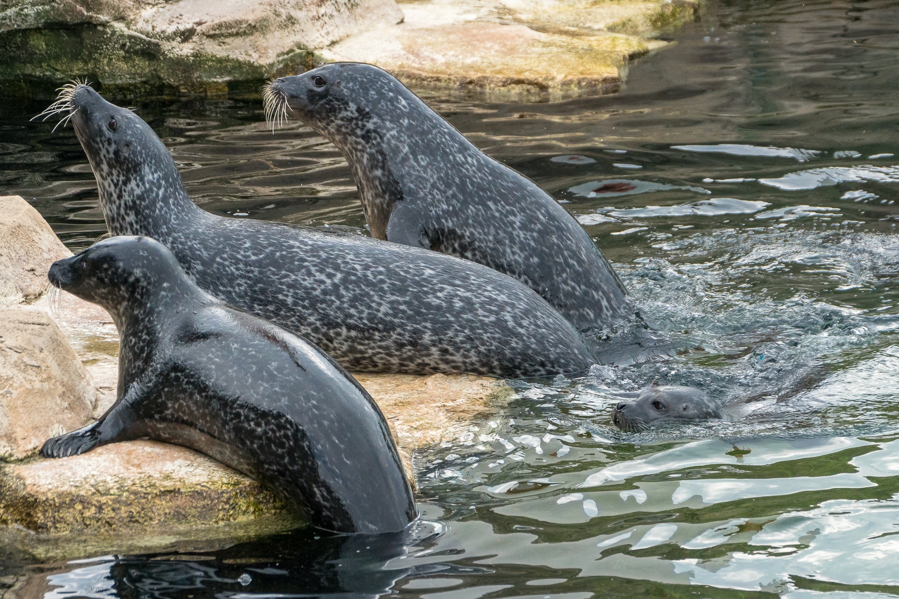 Zoo am Meer, Bremerhaven Eberhard´s Blog Zoo am Meer, Bremerhaven Eberhard´s Blog